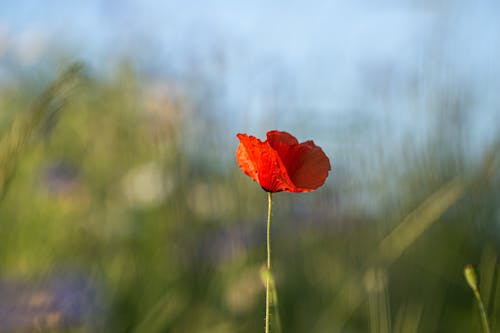 Close-up of a Poppy Flower 
