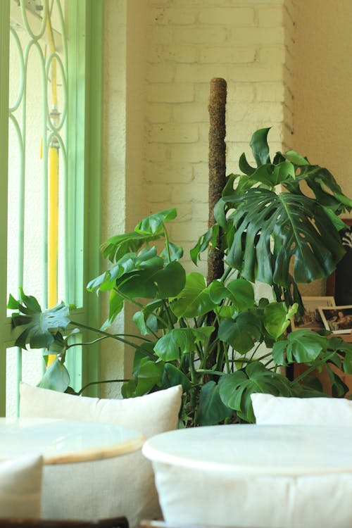 Houseplants in a Room Interior 