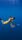 diving