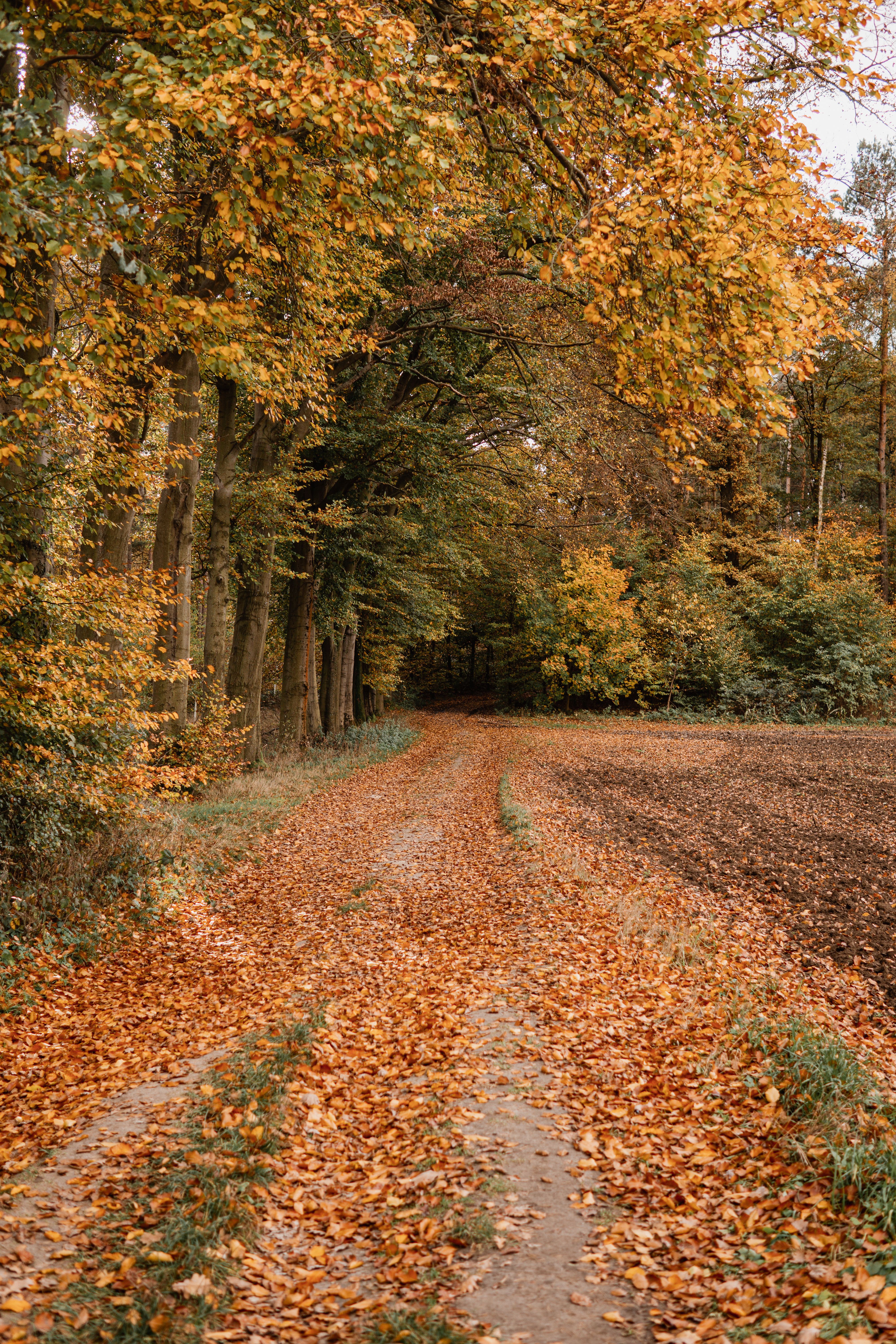 Scenic Autumn Landscape · Free Stock Photo
