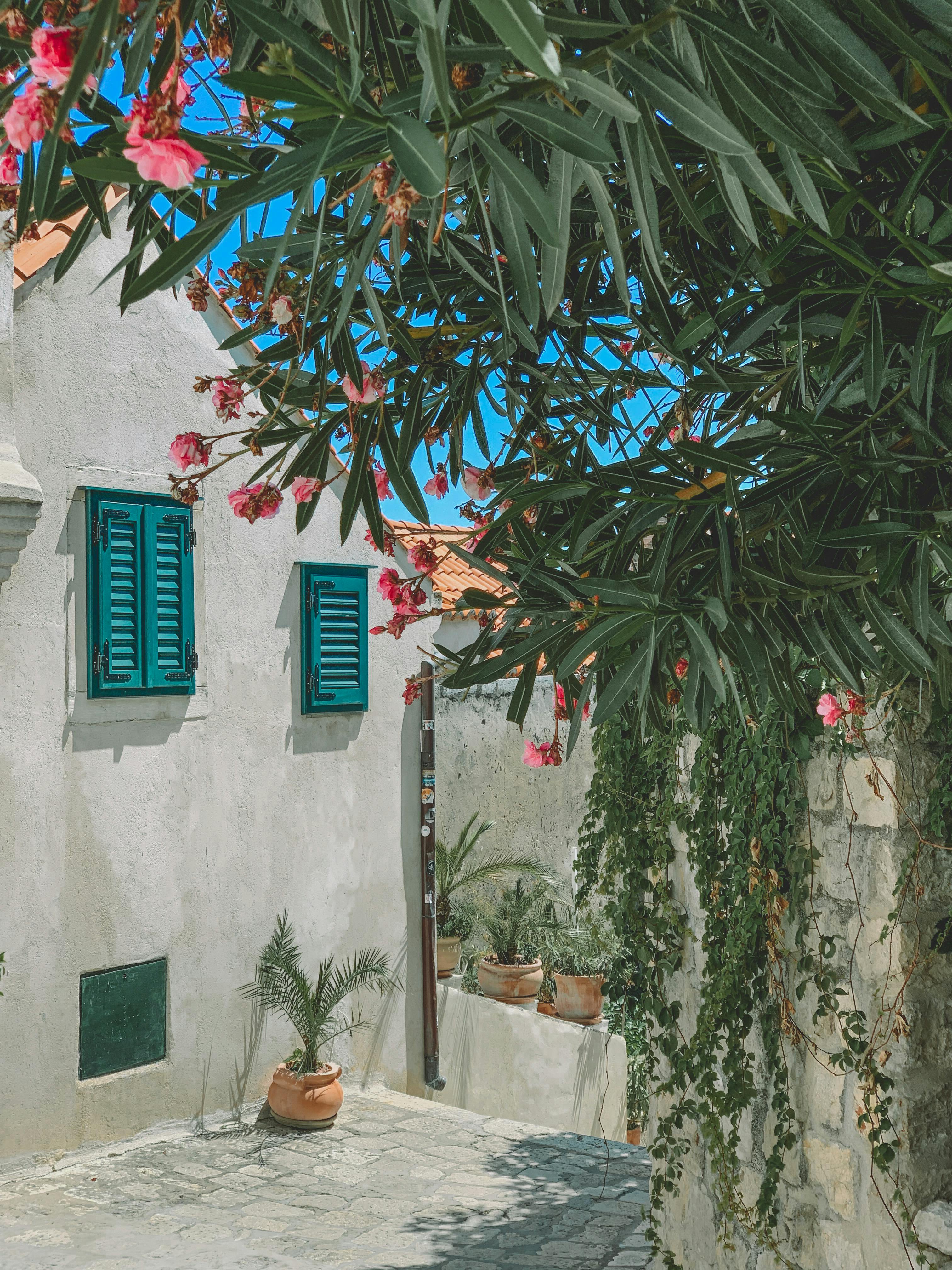 A picturesque alley in Dubrovnik, Croatia, framed by vibrant blossoms and rustic architecture.