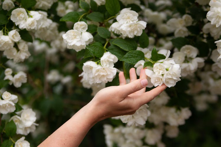 Woman Hand Touching White Flowers