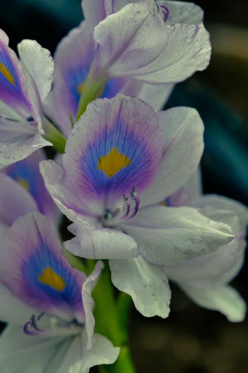 Gratis arkivbilde med bakgrunn, blå, blomst