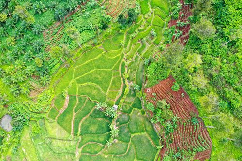 Free Experience the vibrant beauty of terraced rice fields in Cikidang, Indonesia from above. Stock Photo