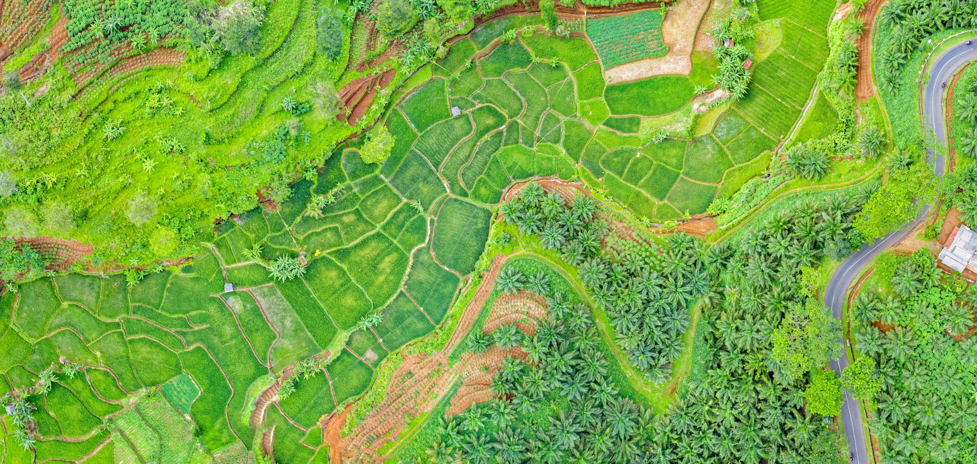 Aerial Photography of Plants and Trees
