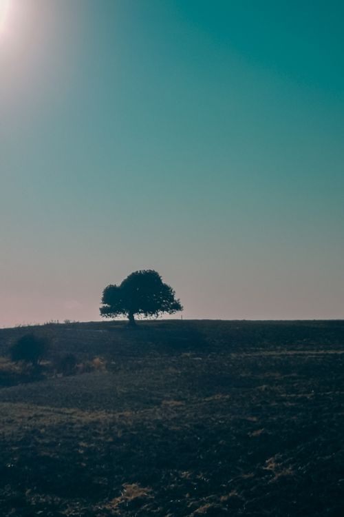 Free A tranquil rural scene featuring a solitary tree under a bright, clear sky. Stock Photo