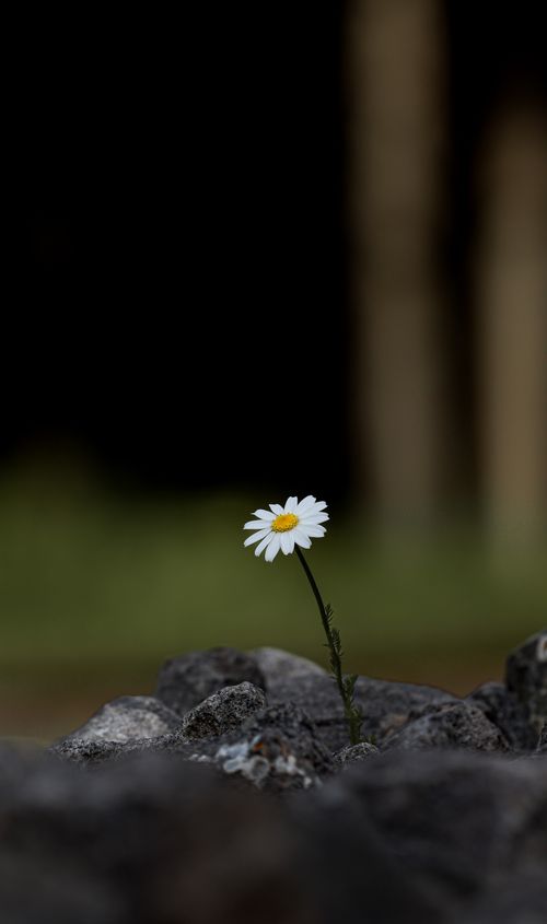 Free A single daisy blooms through rocks, symbolizing resilience in a minimalistic setting. Stock Photo