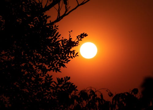 Free Silhouetted Tree Branches and Leaves at Sunset  Stock Photo