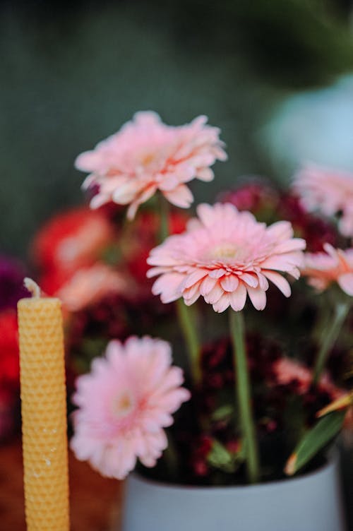 Darmowe zdjęcie z galerii z doniczka, gerber, kwiaty
