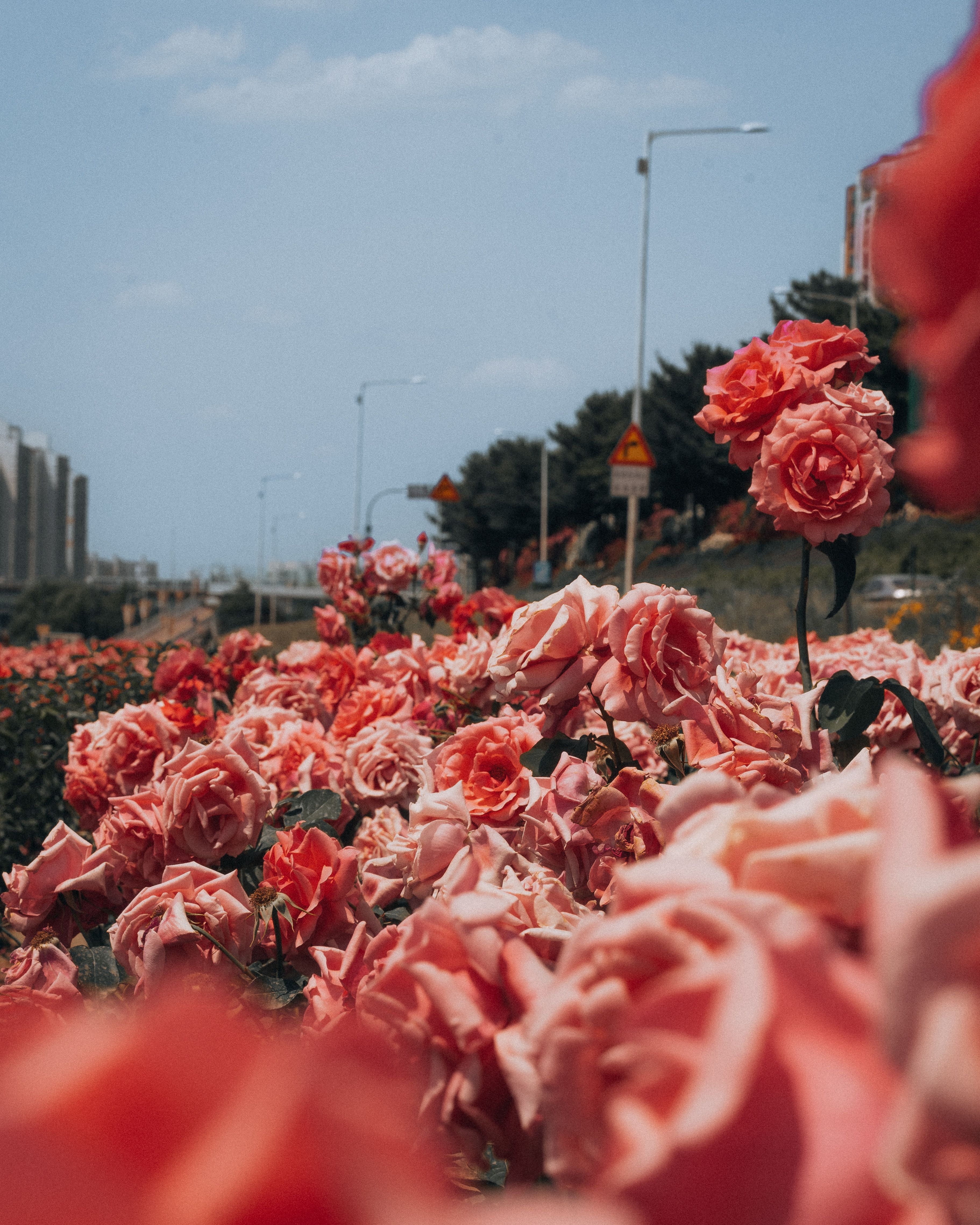 Pink Roses Flowerbed in Town · Free Stock Photo