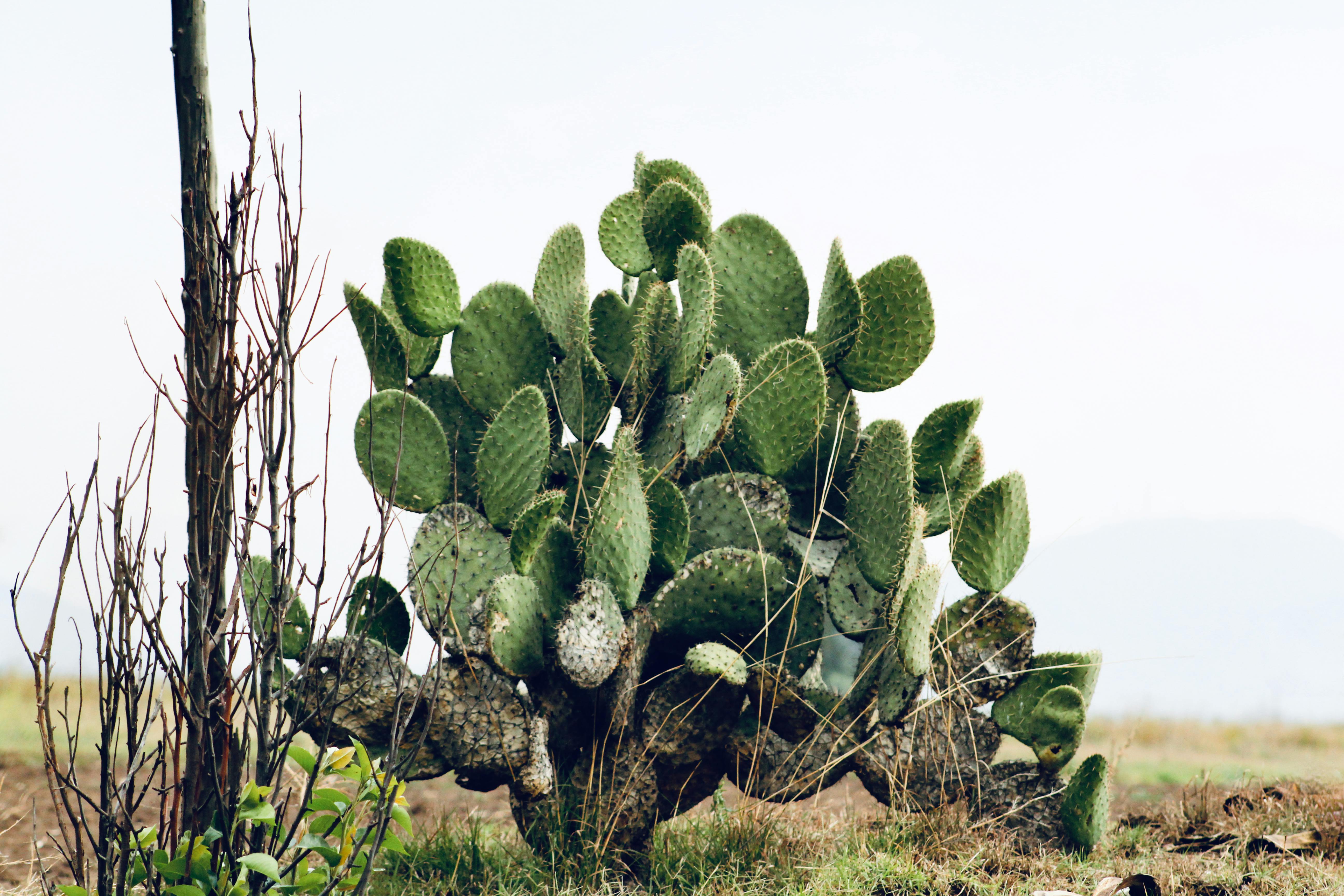 Can Nopal Supplements Support The Respiratory System? Can Nopal Supplements Support The Respiratory System?