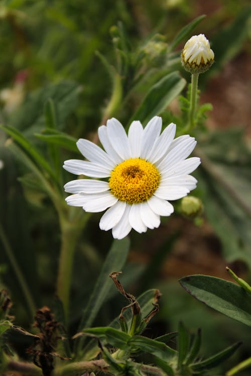 Foto d'estoc gratuïta de blanc, enfocament selectiu, flor