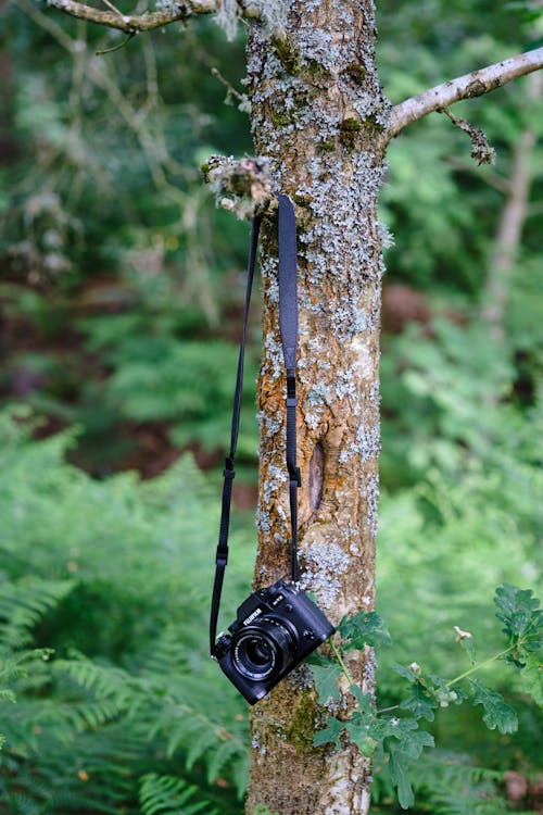 Camera Hanging on Tree