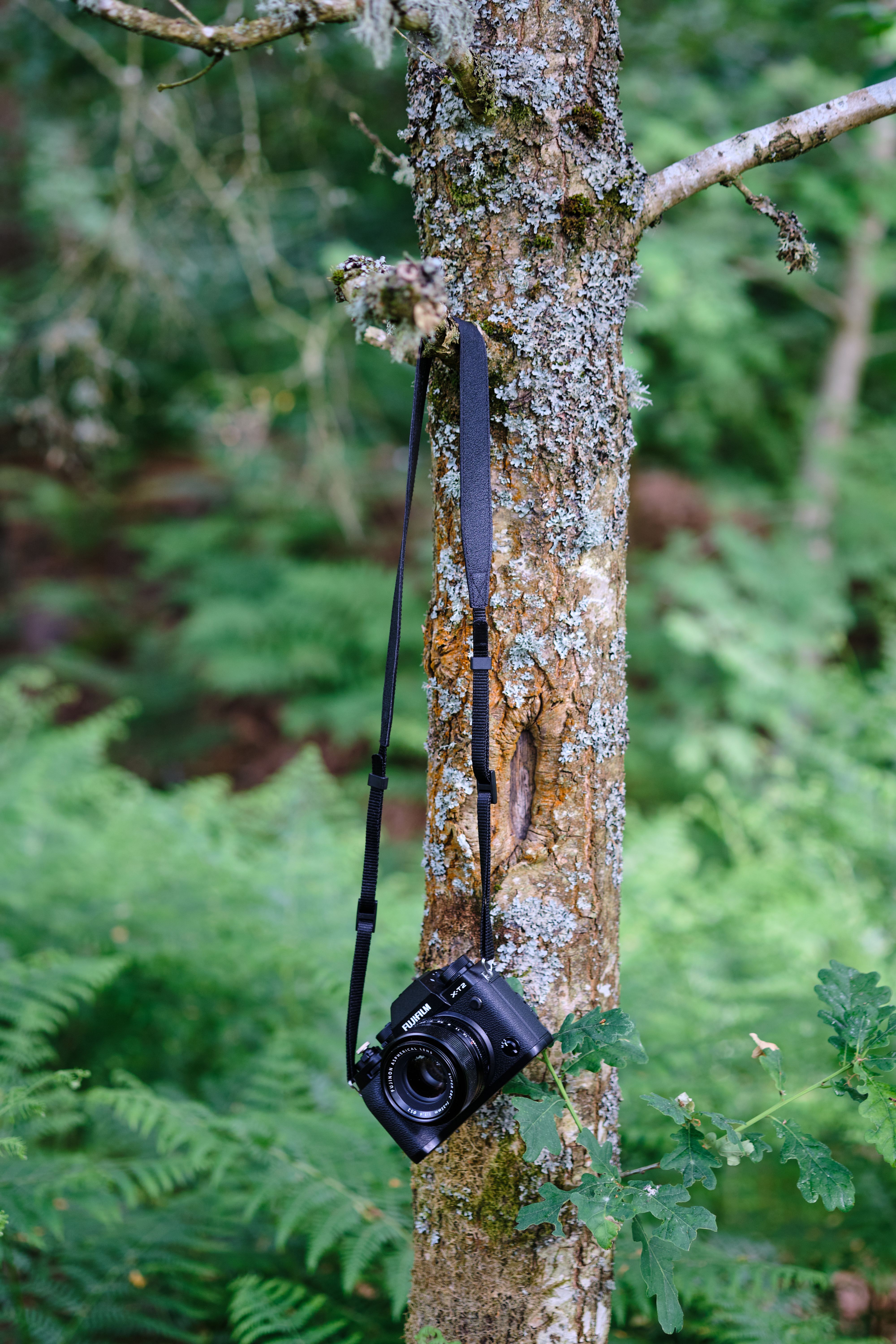 Camera Hanging on Tree · Free Stock Photo