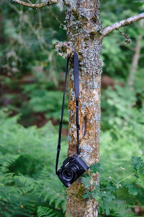 Camera Hanging on Tree · Free Stock Photo