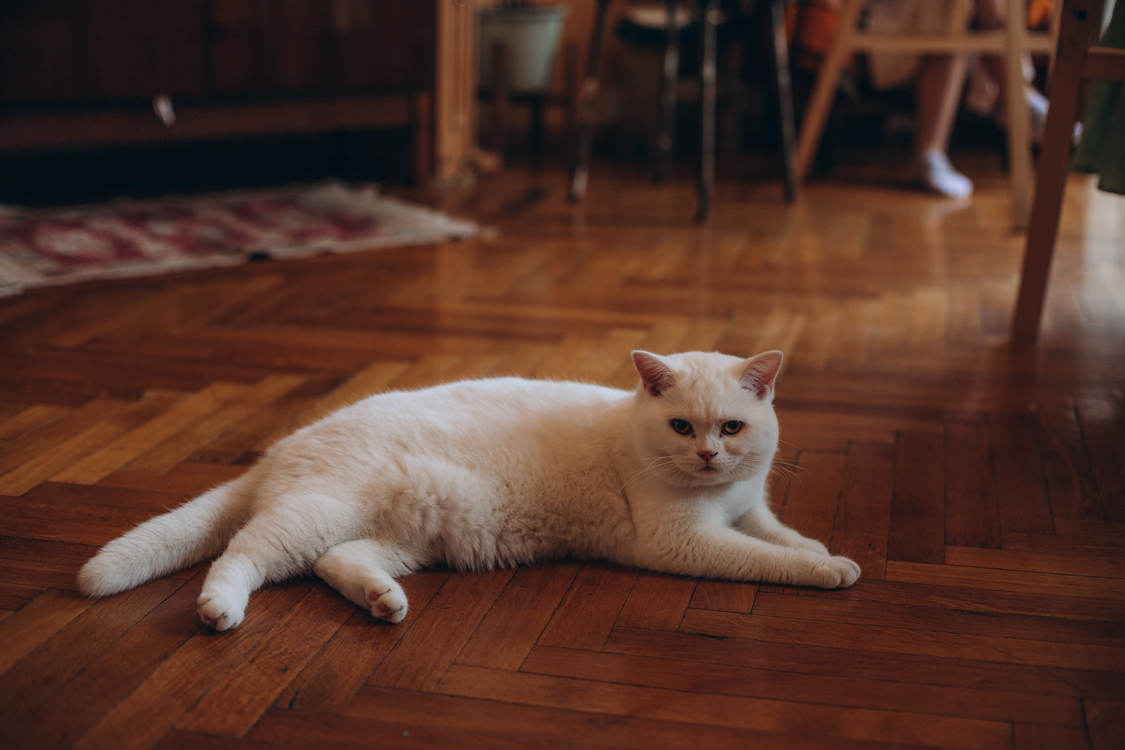 White Cat Lying on the Floor · Free Stock Photo