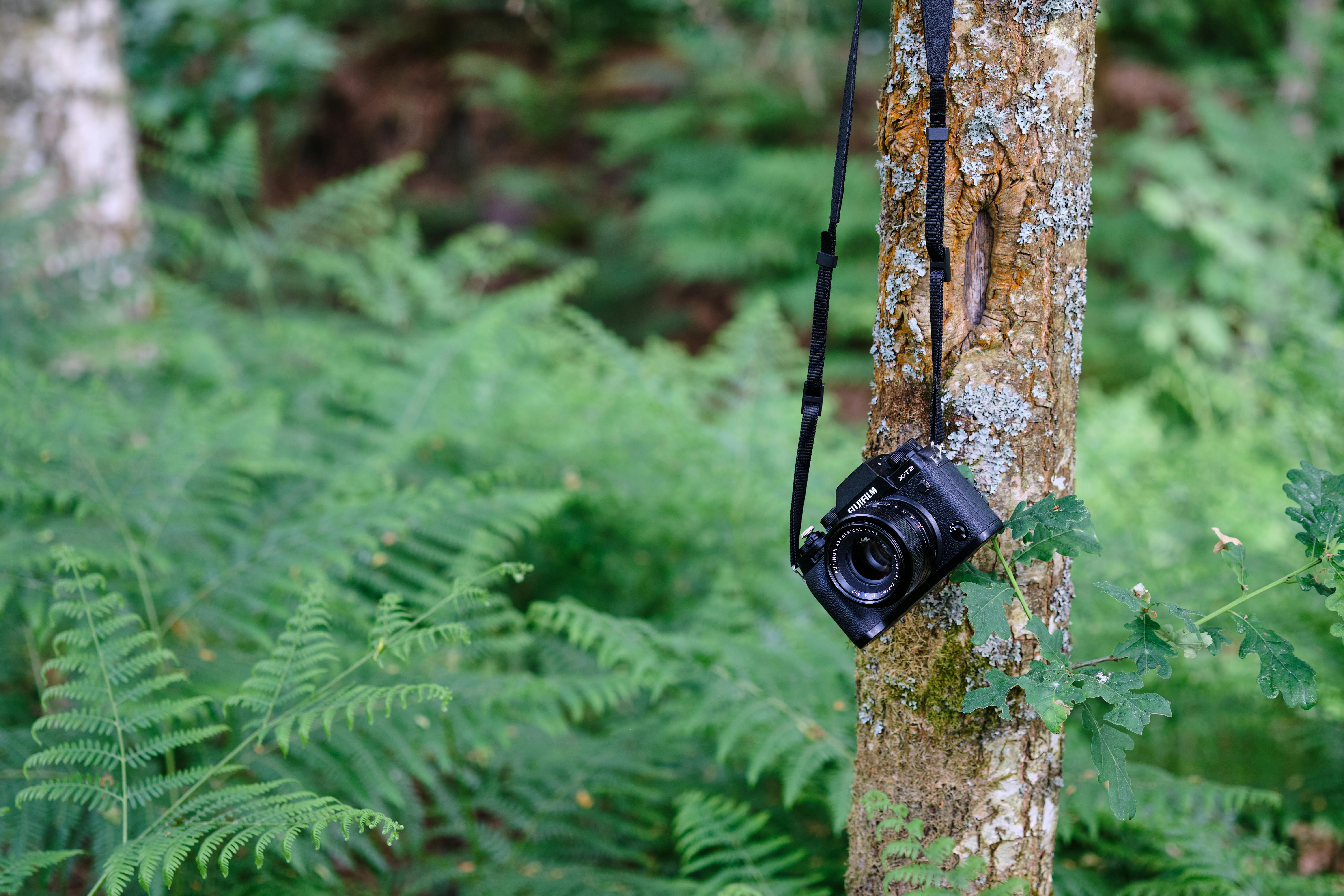 camera hanging on a tree in a forest