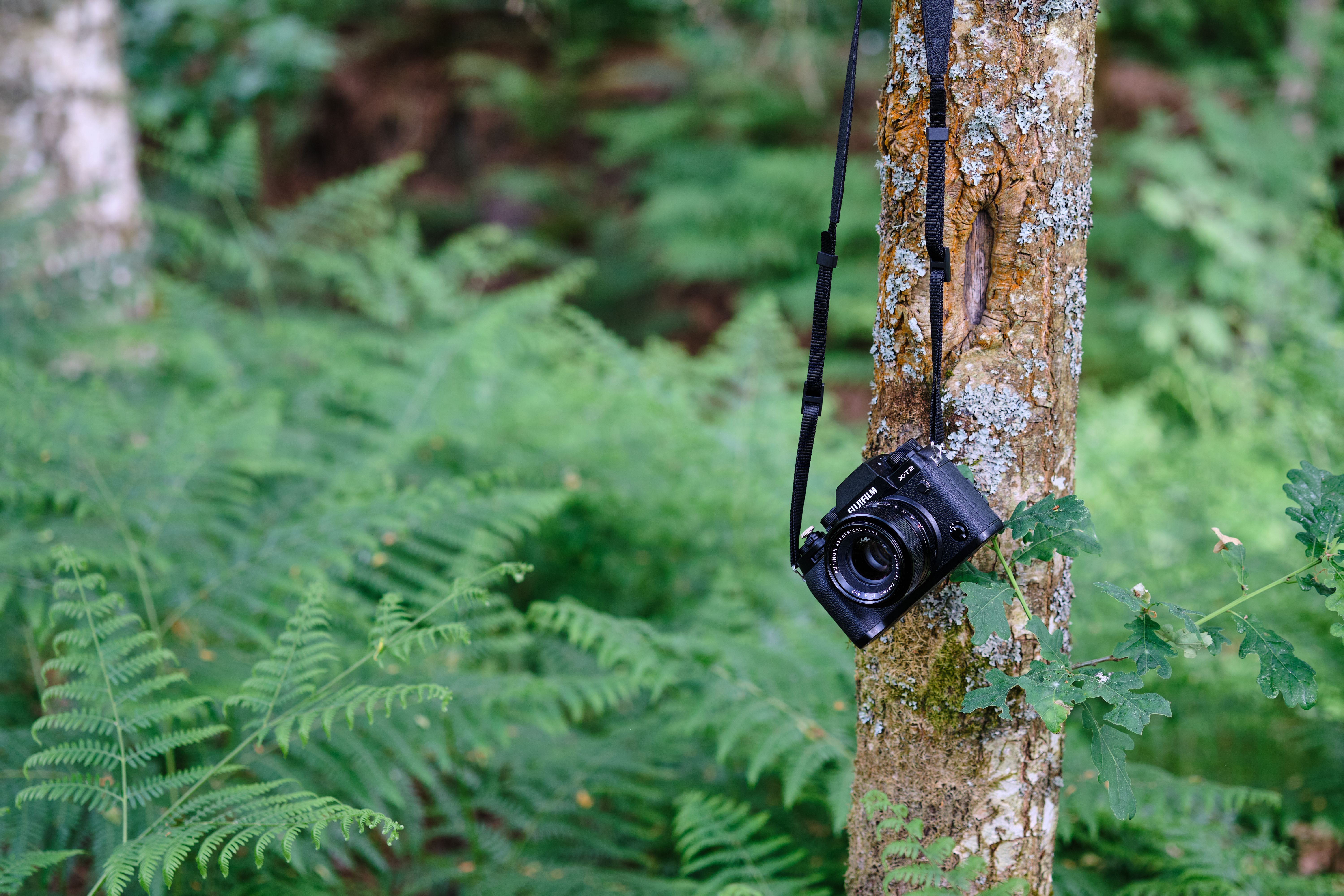 Camera Hanging on a Tree in a Forest · Free Stock Photo