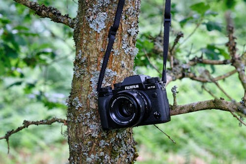 Camera Hanging on Tree