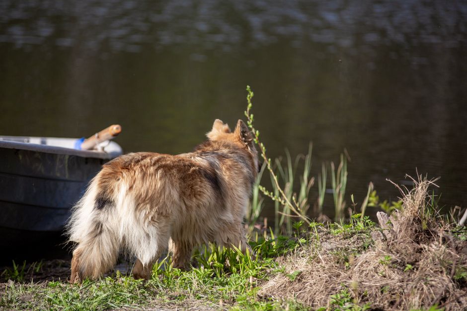 A fluffy dog stands by the river's edge near a boat on a sunny day.