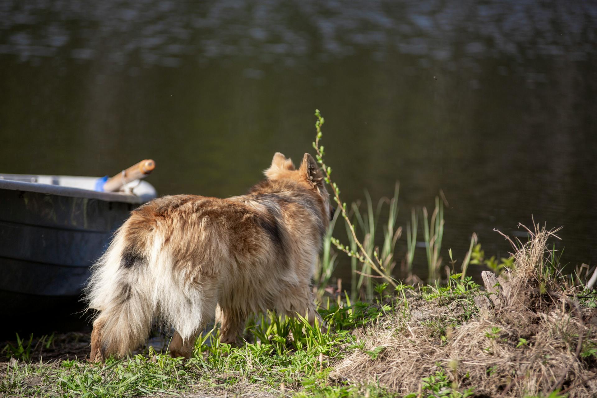 A Dog on a Field near a Body of Water