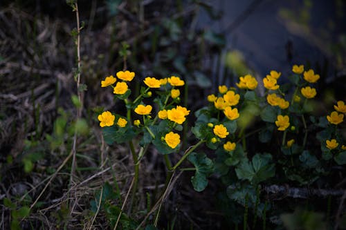 bitkiler, çekilmiş, Çiçekler içeren Ücretsiz stok fotoğraf