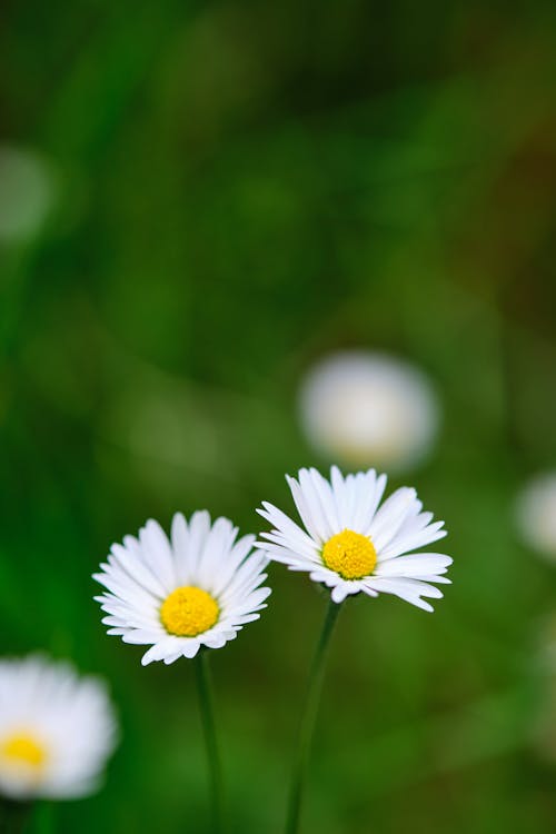 White, Chamomile Flowers