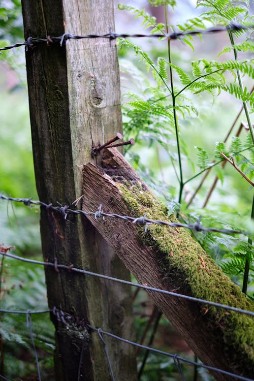 Close-up of a Barbed Wire Fence in the Forest 