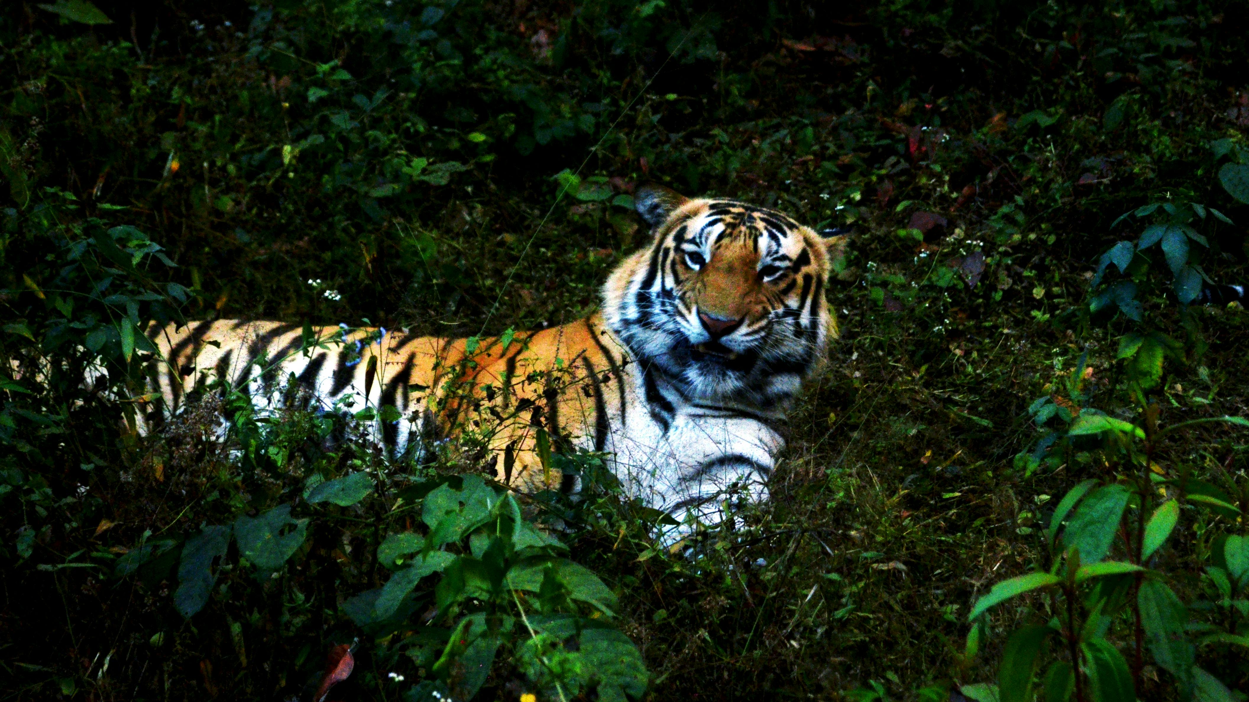 Free stock photo of animal, forest, green