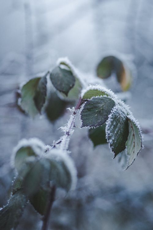 Free Close-up of frost-covered leaves in a serene winter outdoor setting. Stock Photo