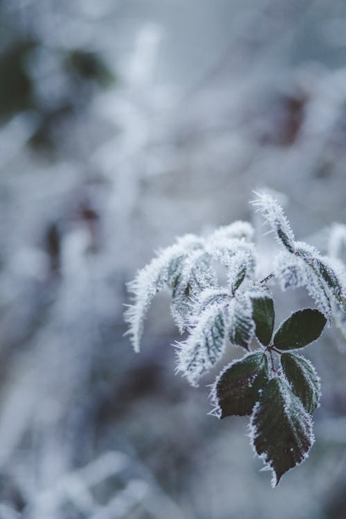 Gratis lagerfoto af blade, frossen, frost