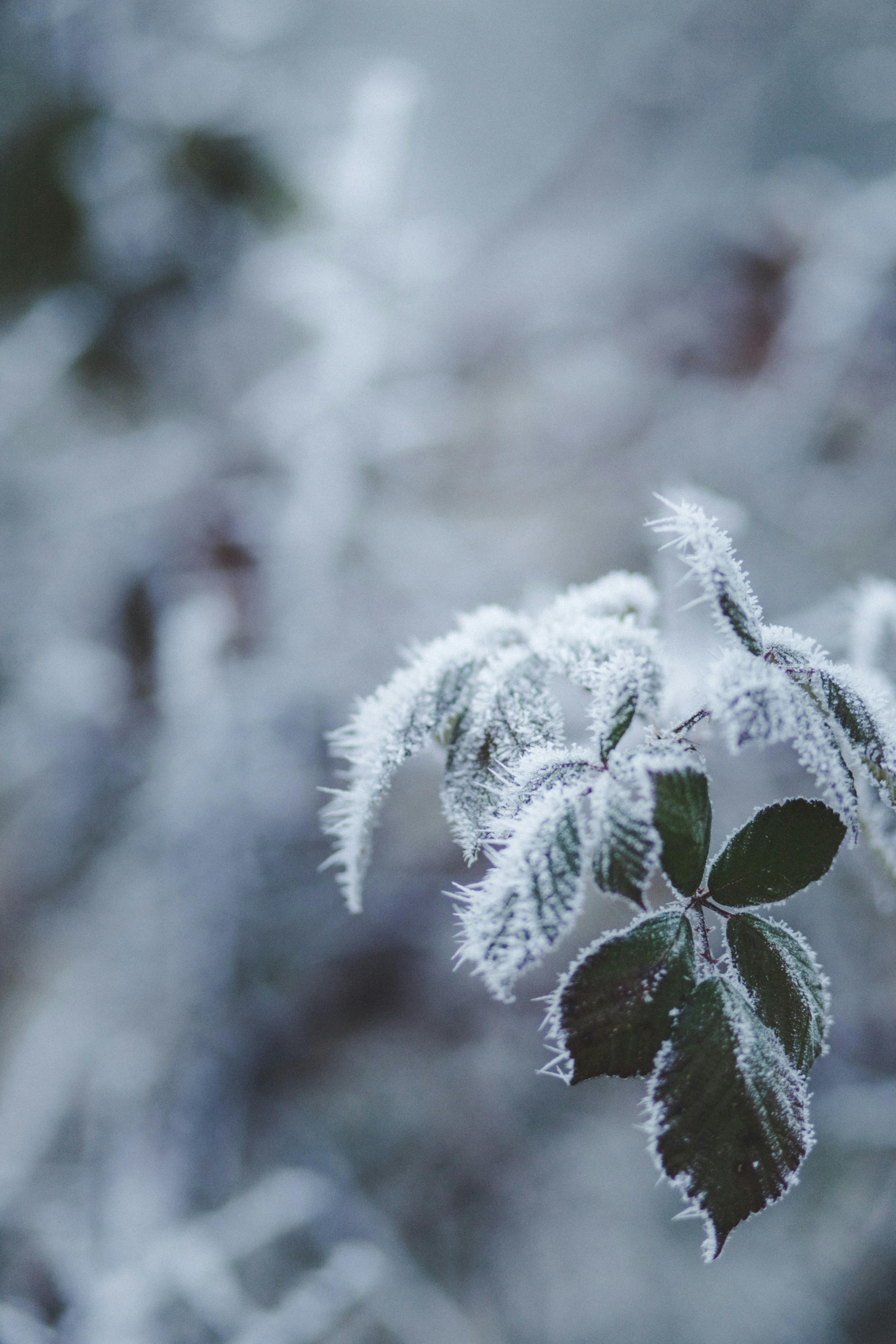 Free stock photo of ice, leaf, winter