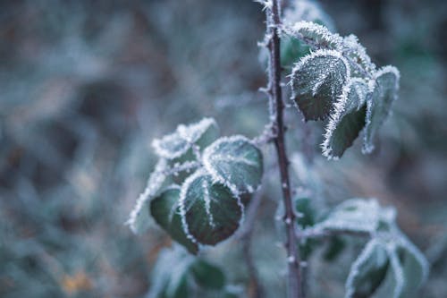 Close-Up Photo of Frozen Leaves