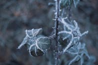 霜冻树叶的宏观特写镜头，凸显了冬季环境中冰晶的复杂图案