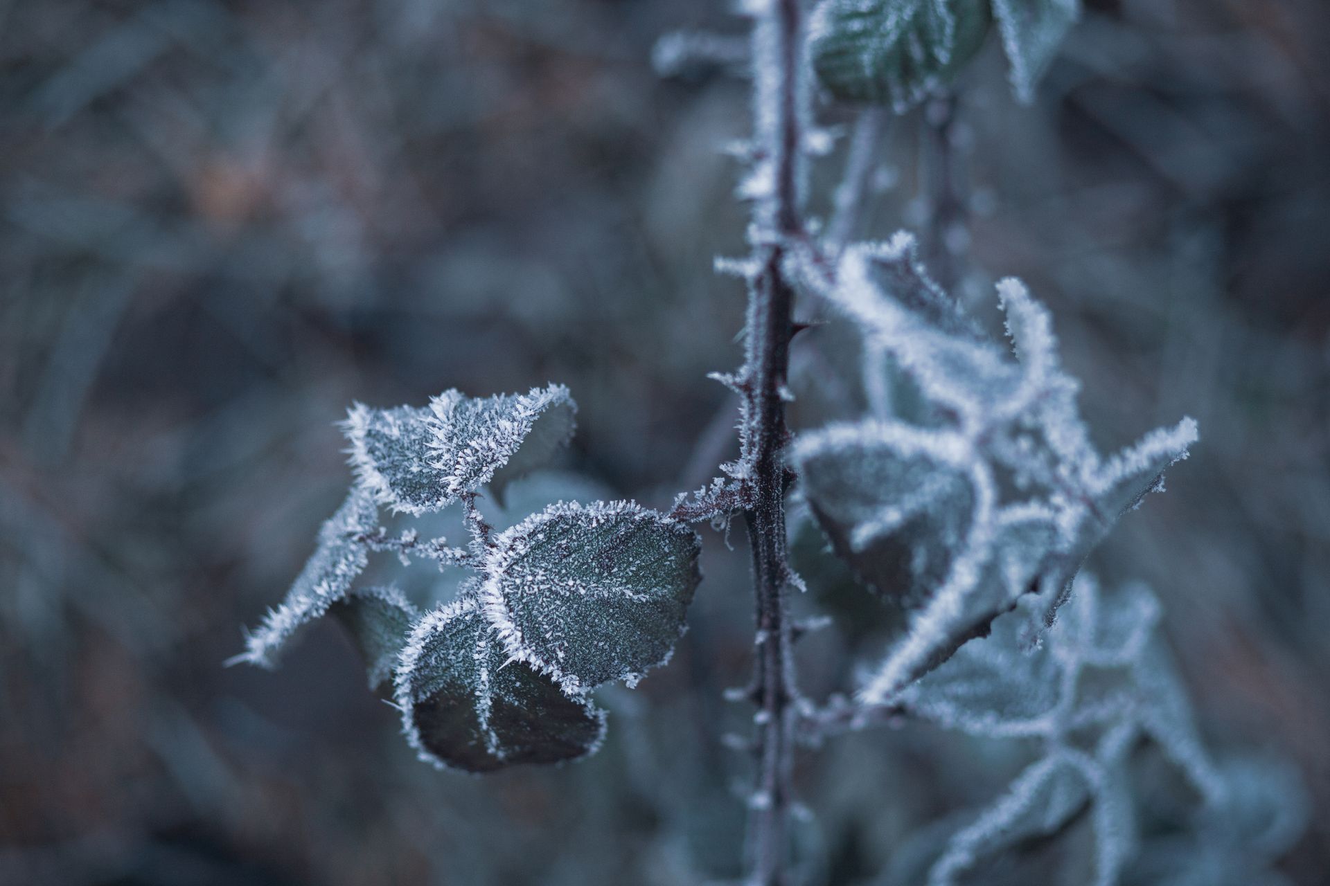 A detailed macro shot of frosty leaves, highlighting the intricate patterns of ice crystals in a winter setting.