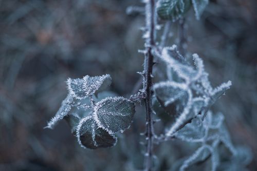 Free A detailed macro shot of frosty leaves, highlighting the intricate patterns of ice crystals in a winter setting. Stock Photo