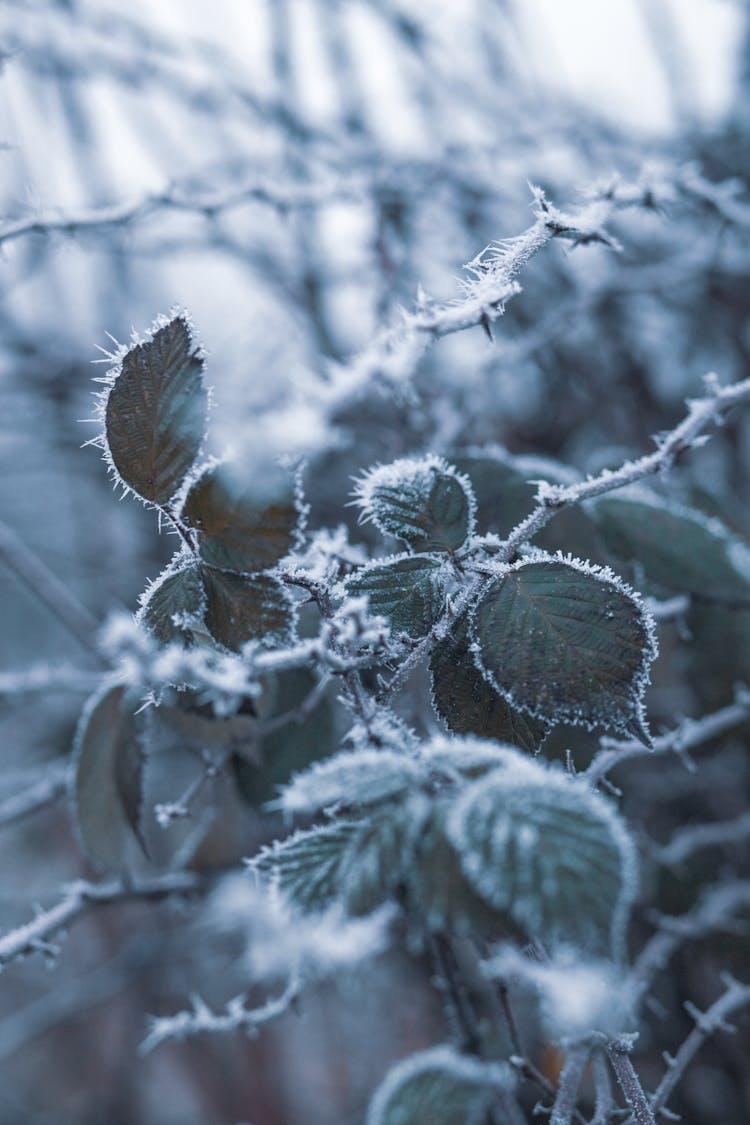 Leaves With Snow Frost