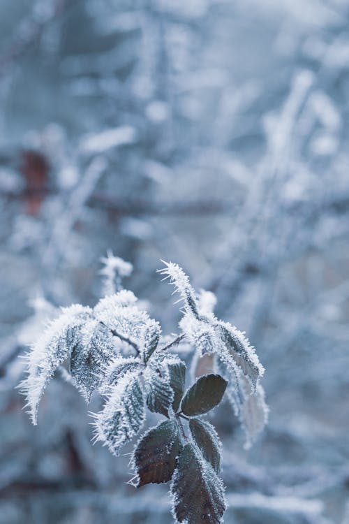 Základová fotografie zdarma na téma led, ledový, listy