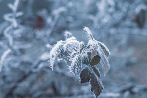 Plante à Feuilles Vertes Recouverte De Neige