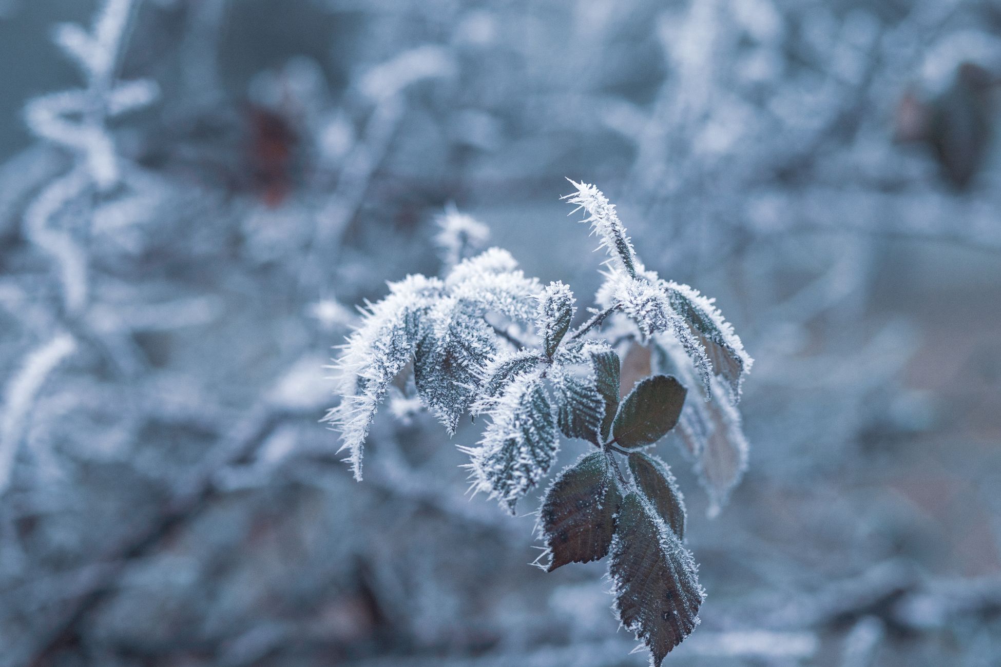 Detailed close-up of frosted leaves with icy details during winter in a forest setting.