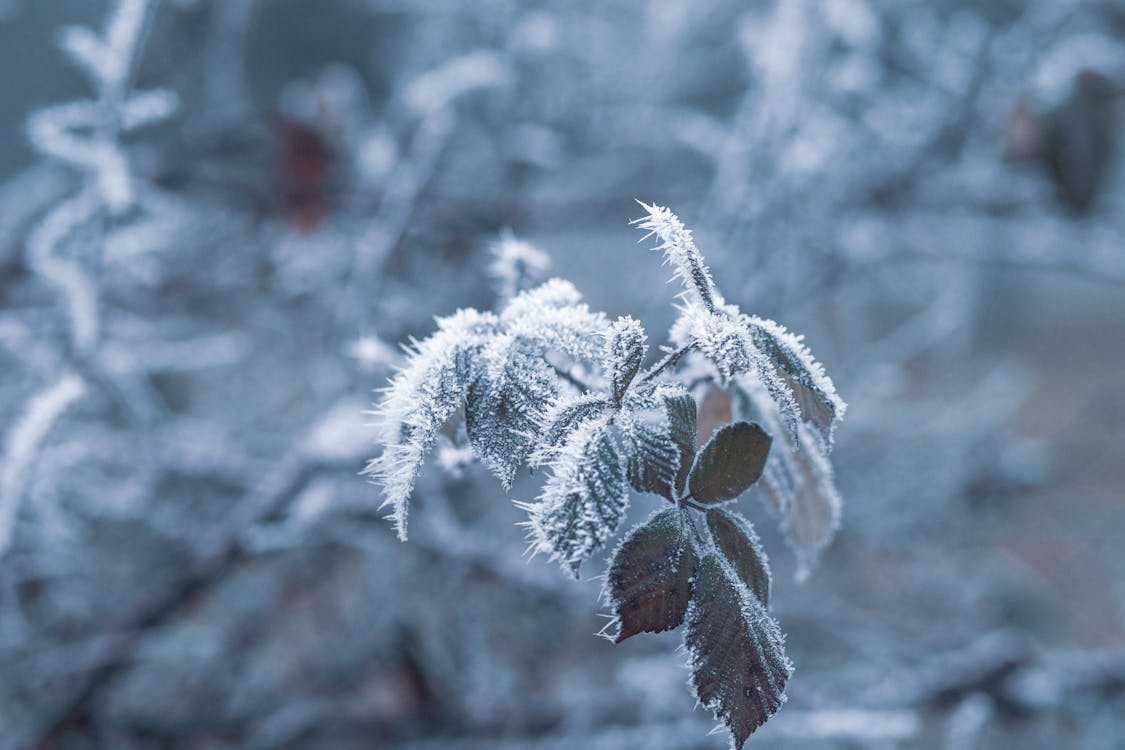 Green-leafed Plant Covered by Snow