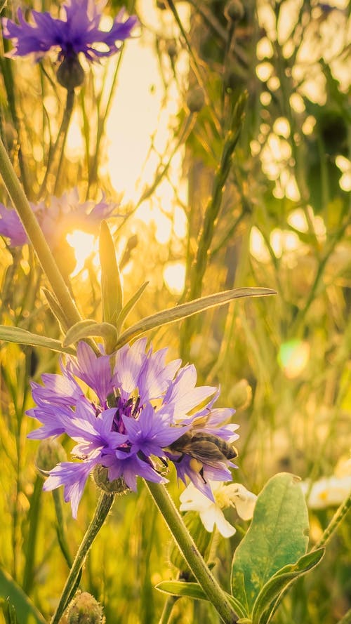 Immagine gratuita di campo di fieno, fiordalisi, fiori