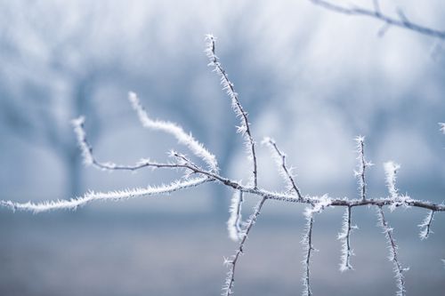 Free Macro shot of frost-covered branches in a misty winter landscape, emphasizing tranquility. Stock Photo