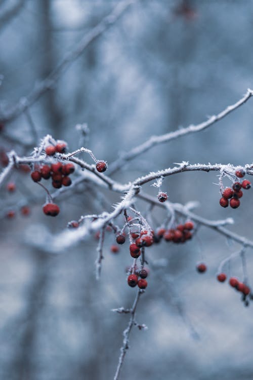 Free Selective Focus Photography of Red Berries Stock Photo
