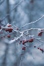 冬季，沾满霜的红色浆果在树枝上的特写，营造出宁静而寒冷的氛围