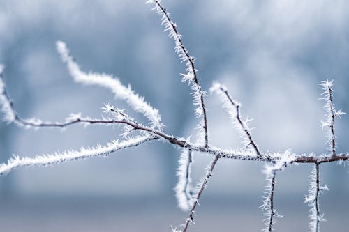 Free Bare Tree Branch Shallow Focus Photography Stock Photo