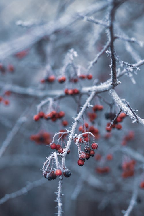 бесплатная Селективный фокус фотографии красных вишен на ветке дерева Стоковое фото