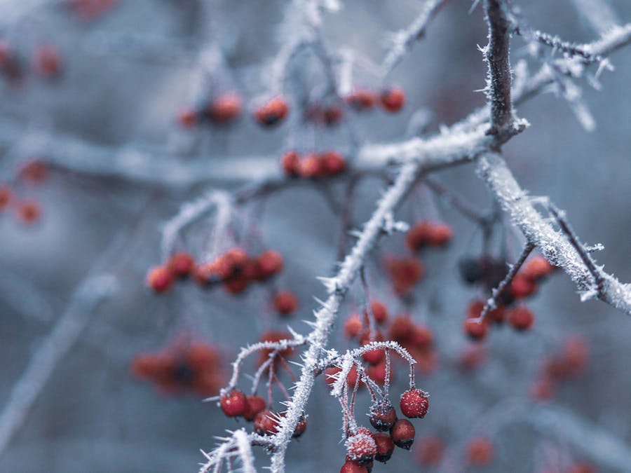 Photo by Nadine Wuchenauer