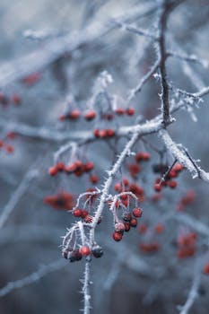 寒冬时节，冰冷的树枝上挂满了红色的浆果，展现出大自然冰封之美