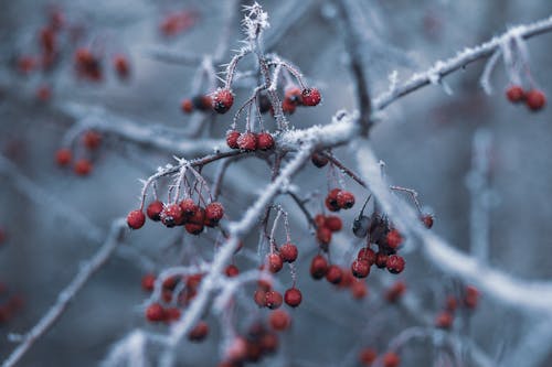 Селективная фокусировка красных фруктов со снегом